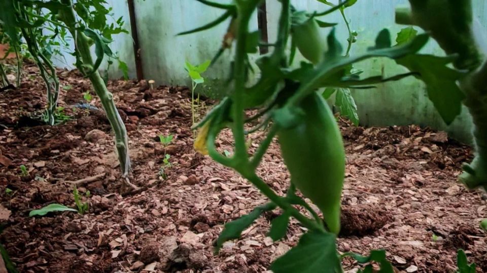 ��� ���������� ������ �������� ��� ����� �� ����