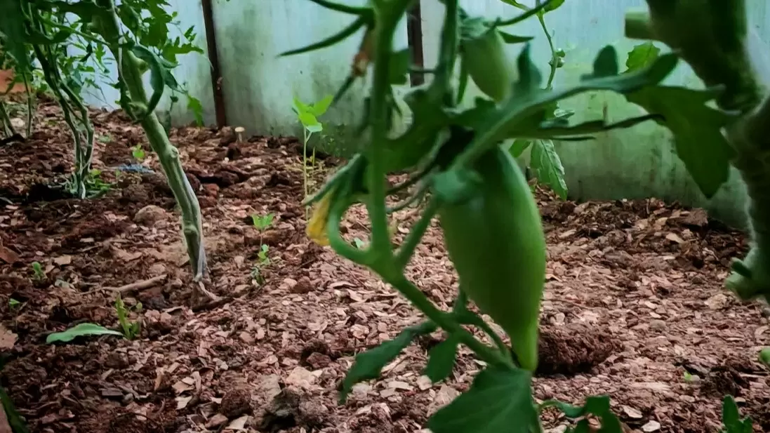 Как бесплатная мульча изменила мне жизнь на даче