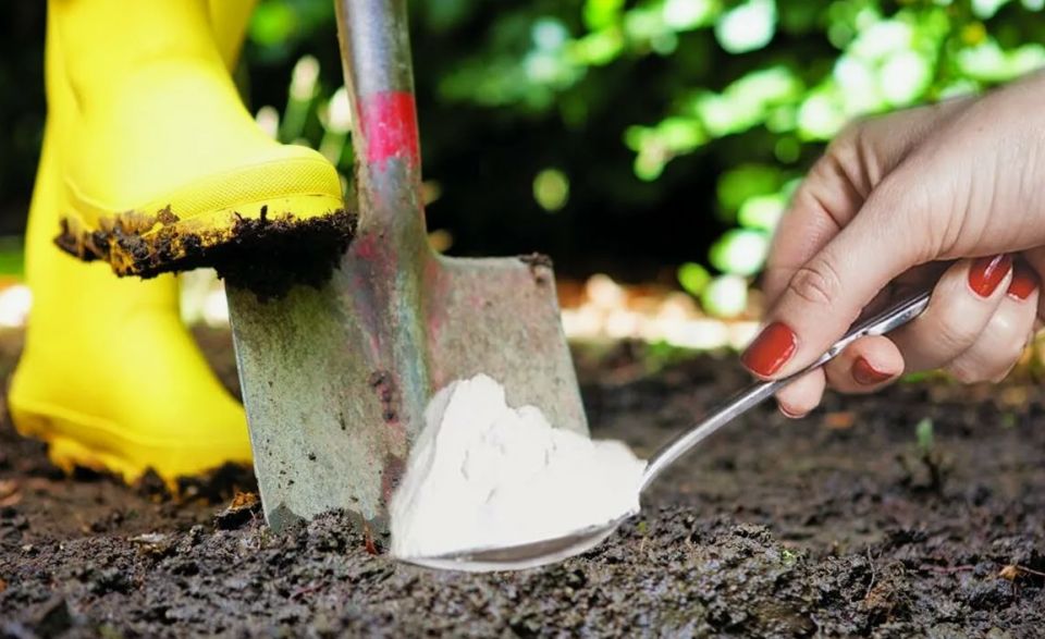 ������ ������� ��������� � ���� � �������� ������ � ��������� ������?