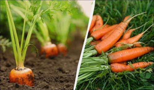 Как правильно собирать морковь: советы и лунный календарь на 2024 год