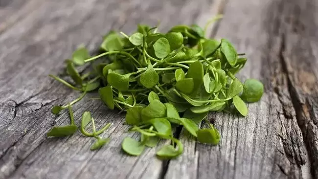 Почему кресс-салат стоит включить в свой рацион: старинные традиции и удивительные факты