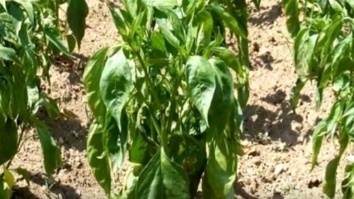 ��� ��������� �������� ������ ������ � ����: ������ ������� ��������