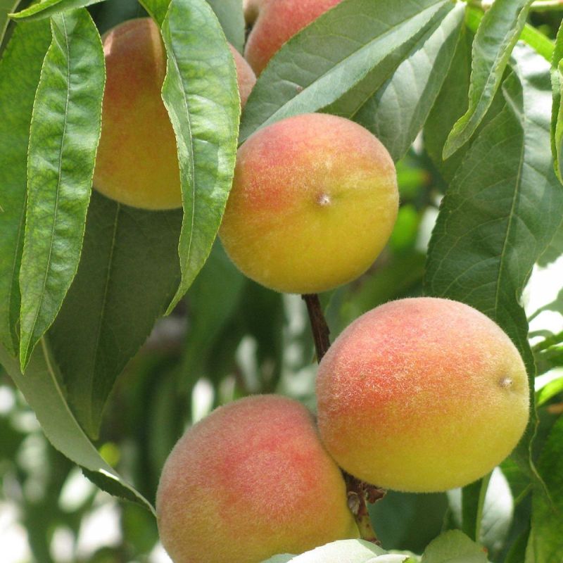 ��� ������ ����� � ����: ����������� �������-������