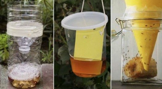 Экологичные способы защиты сада от ос и птиц: практические советы для дачников