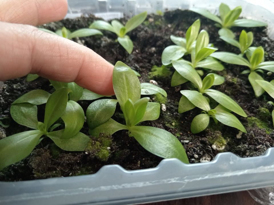 ��� �������� ��������� ��� ����� ������� � ���� 4-6 �������