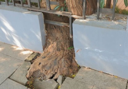 Опасные деревья для вашего сада: какие виды стоит избегать