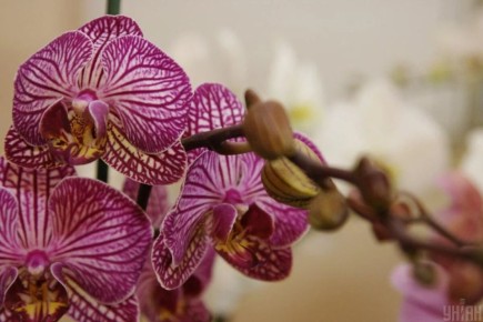 Орхидеи в доме: Как избежать распространенных ошибок при уходе за экзотическим растением