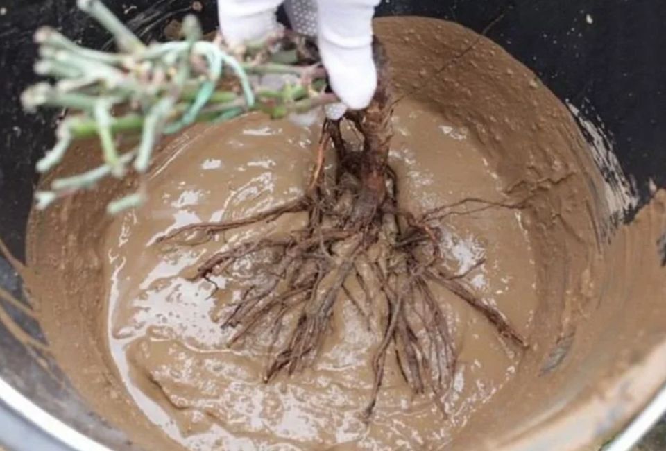 ���������� ������ �������� ����� ��������: ������� ��������� ������