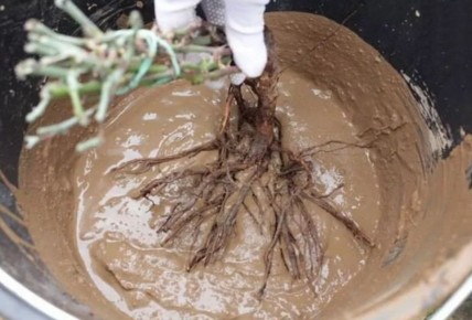 Подготовка корней саженцев перед посадкой: секреты успешного старта