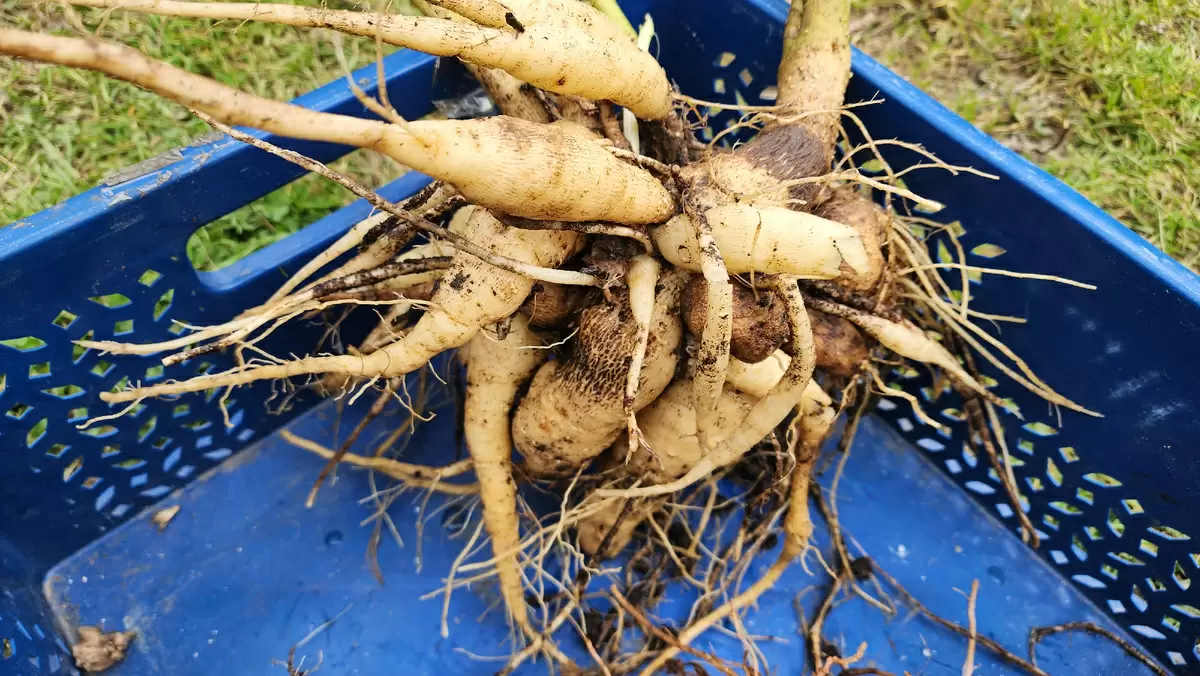 Как сохранить клубни георгинов: секреты успешного хранения на зиму