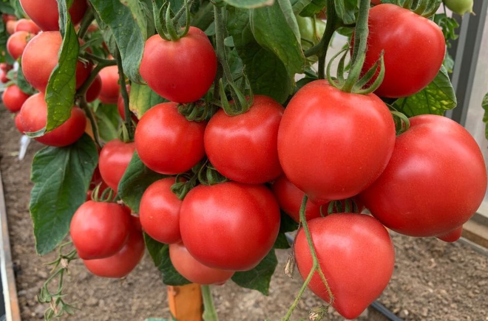 ��� ��������� �������� �������� � ����: ������� ��� �������� ������