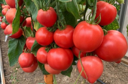 ��� ��������� �������� �������� � ����: ������� ��� �������� ������