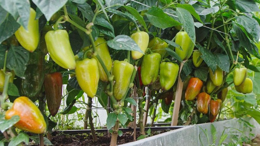 ����������� ����������� �����: ��� ����� �� �������� ������� � �������� ������