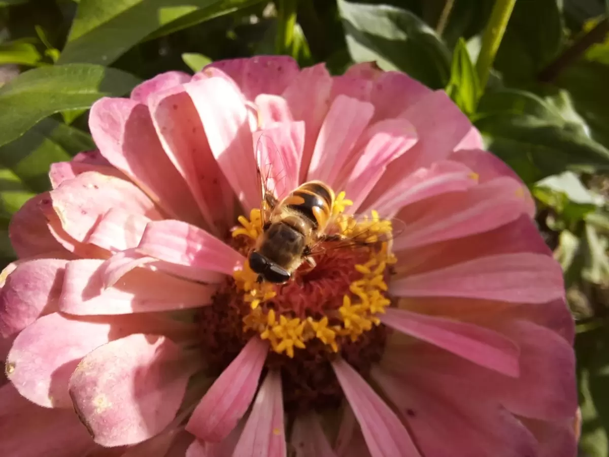 Секреты цинний: махровые или простые?