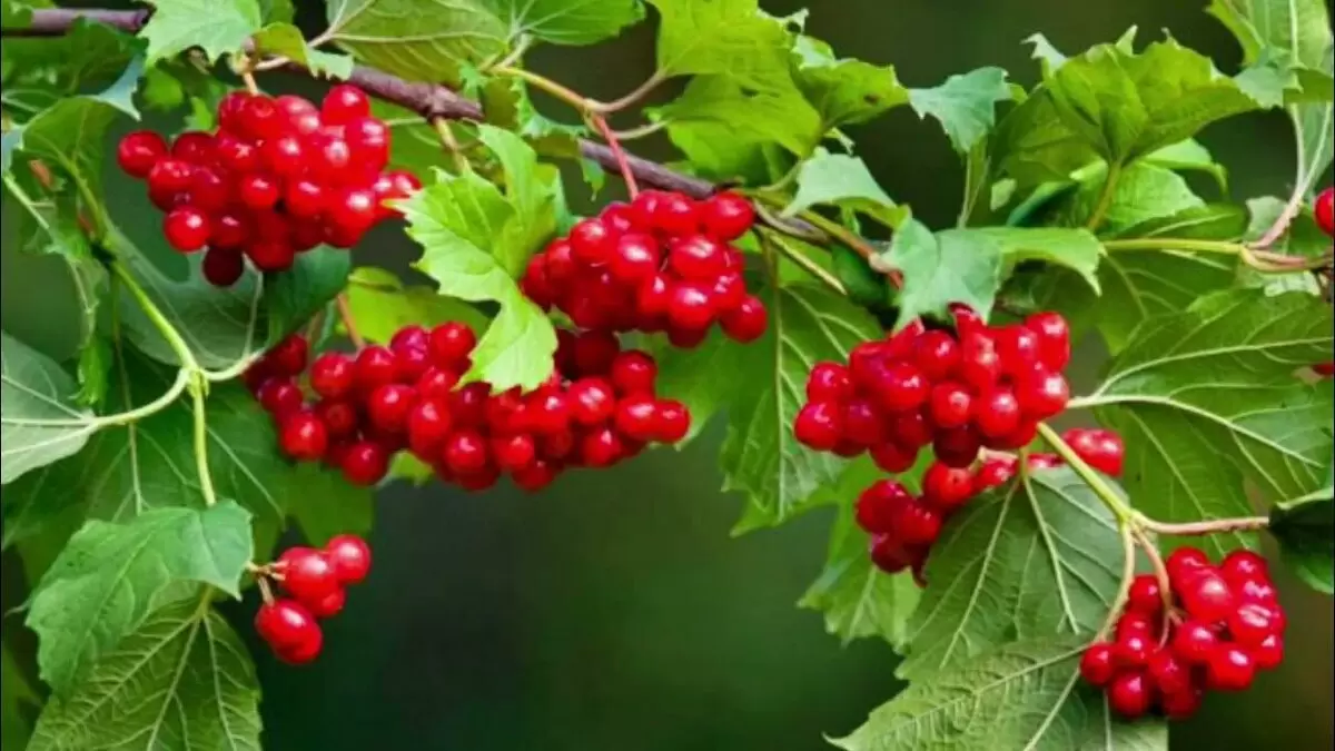 Сентябрьская забота о калине: ключевые шаги для успешной зимовки