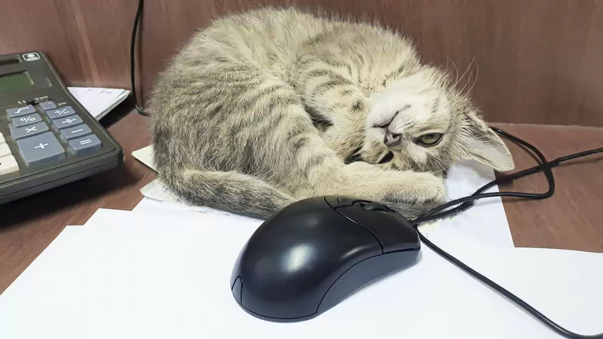 Необычные привычки котов: почему они выбирают странные места для отдыха