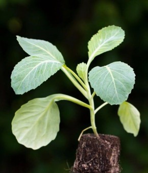 ����� ������� ������� ������������ ���� ������: ������� ������