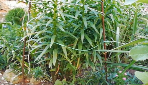 Как простой совет соседки спас лилии от увядания