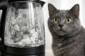 Накипь в чайнике: реалии и мифы о камнях в почках у котов