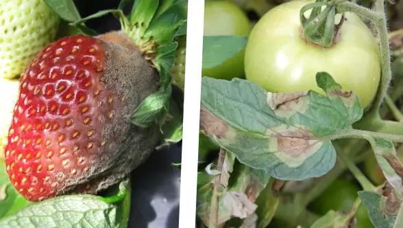 Как защитить свой урожай от дождевых угроз