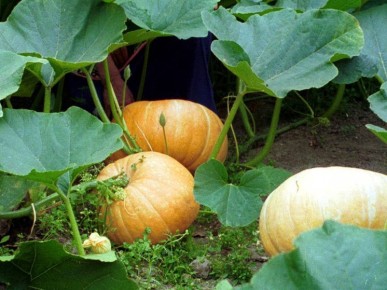 ������� ���� �������: 5 ������ �������� ��� ���������� ��������