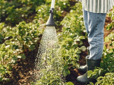 ����������� ����������� ��� ����: ������� ������ � �������� ���������