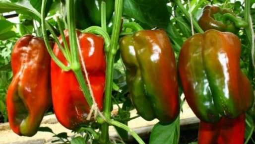 ����� �� ������: ������� � ������� �������������� ������