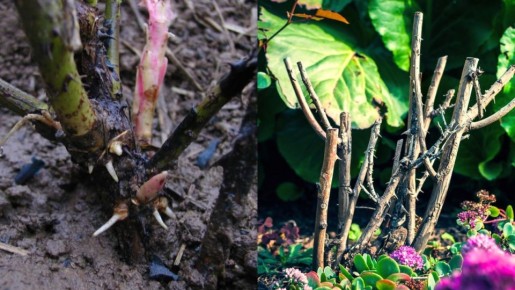 ����� �������������� ���� ����� ����: ������� ���� � �����������