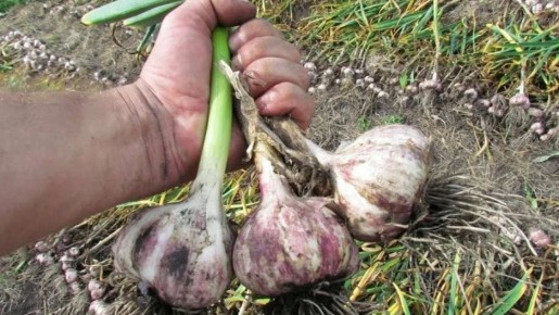 ��� ��������� ������������� ������ � ����: ������ ��� �������� ������