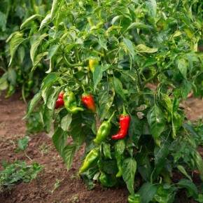 ������ �������� �����: ������ ����������� ���� �����