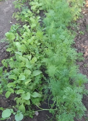 ������ ����� ������������ �����: ����������� � ��������� � ��������