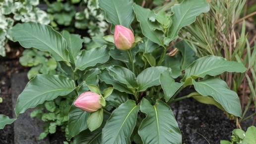 ��� ������� ������� ����� ������� ���� ���� � �����: ������� ���������