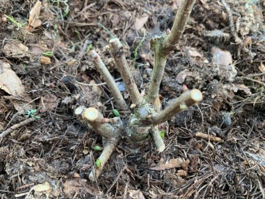 ����� ���� ������������� ����������� ���������: �������� ������ � ������� ���������