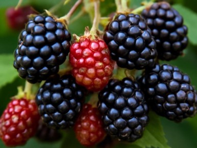 ������������ �������� ����������� � ������� ��� �����������