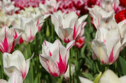 ��� ���������� ������� ����� ��������� � �������� ���� ���