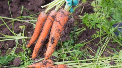 ��� ������� ��������� ����� �������: ���� ���� � ������ �������