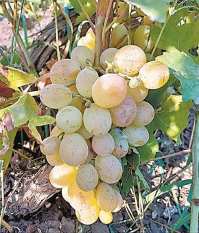 �������� ������� ���������: ��������������� � ���������� ����