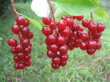 ��������: ���������� ��������� �������� � ��������� ������ ��� ������ ����