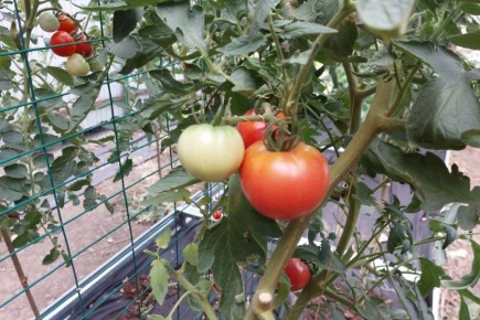 ������ ���������� ��� �� ���������: ������ � ������� ������ ��� ���� �����