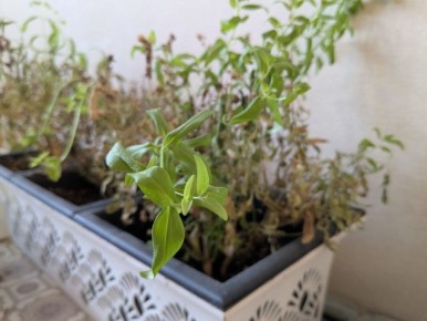 ��� ������� ��� ������ �������� � �������� ��������