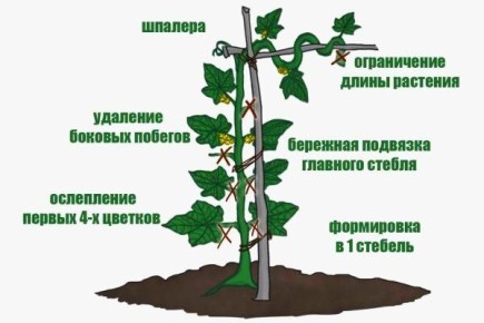 ��� ��������� ����������� ������ � ���� ������� ��� ������������� ������