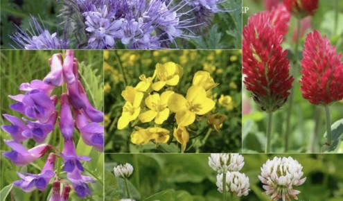 ��� �������� ����� �������: ���� ��� ������ ������