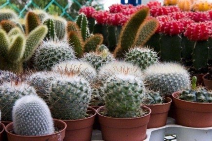 ��� ���������� � �������� � ������ ������