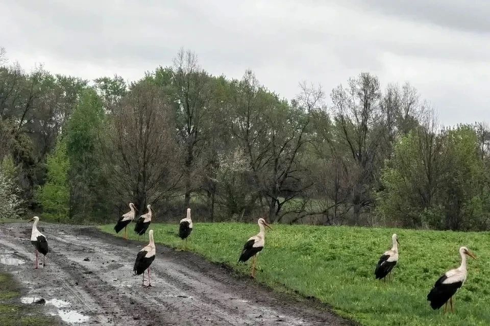 В рязанских селах на улицах заметили прогуливающихся аистов В рязанских селах на улицах заметили прогуливающихся аистов