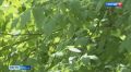 Американский клён поставили в один ряд с борщевиком