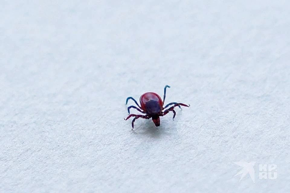 За неделю с укусами клещей к рязанским врачам обратились 97 человек, всего 240