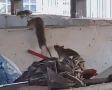 Рязанцы жалуются на крыс, облюбовавших контейнерную площадку