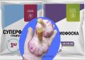 Как выбрать идеальное удобрение для озимого чеснока: суперфосфат или диаммофоска?
