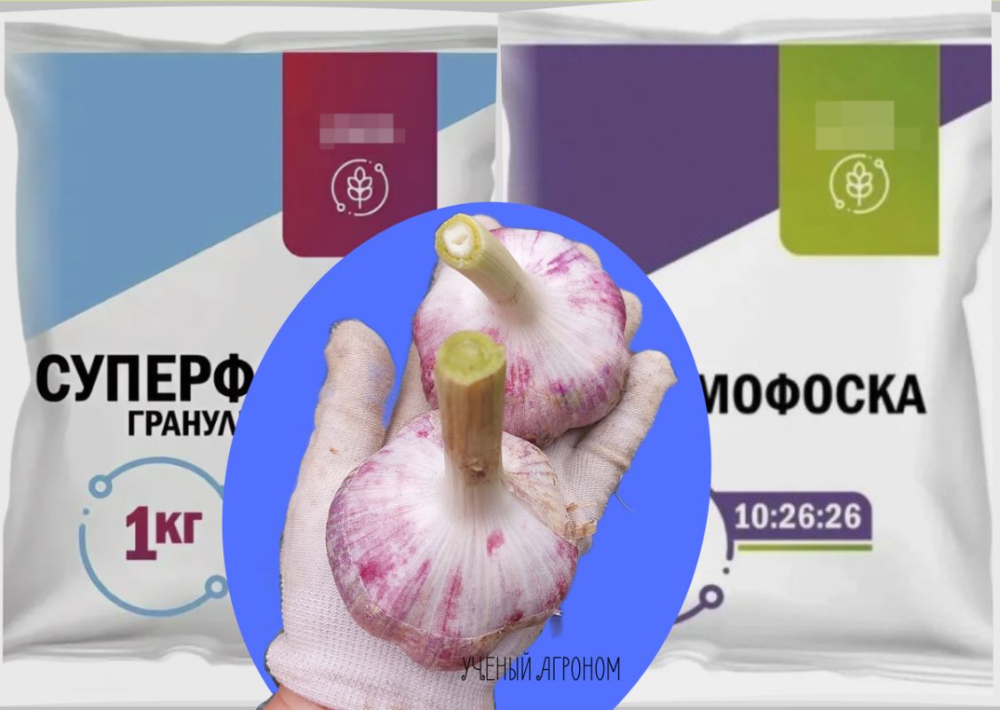 Как выбрать идеальное удобрение для озимого чеснока: суперфосфат или диаммофоска?