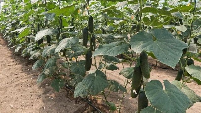 Тайны, которые спасут ваш огород: как обрезка огурцов увеличивает урожай